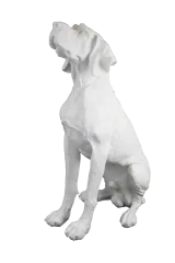 Av Köpeği Fiber 4