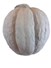 Uzun Balkabağı Büyük 2
